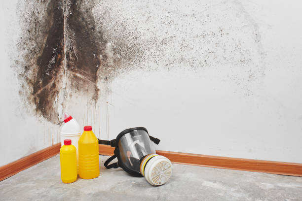 Best Mold Removal Near Me  in Waverly, VA