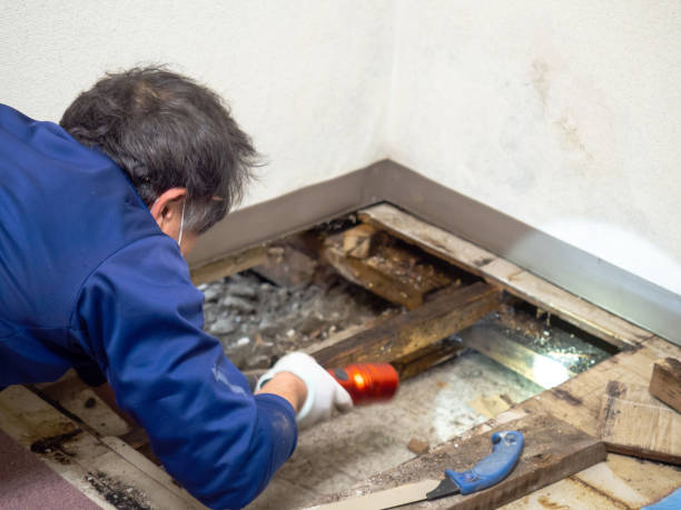 Best Office Mold Removal Services  in Waverly, VA