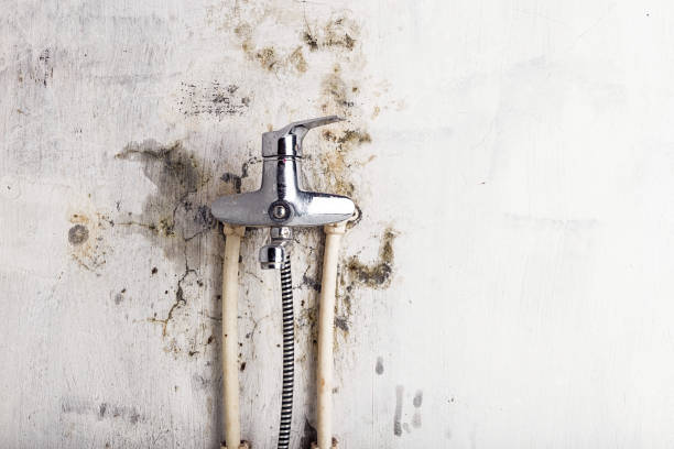 Best Mold Remediation  in Waverly, VA