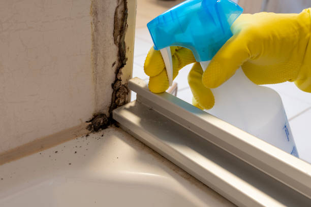 Mold Removal Process in Waverly, VA