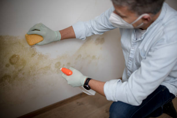 Waverly, VA Mold Removal Company