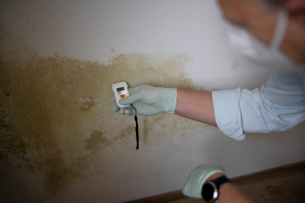 Best Mold Removal Near Me  in Waverly, VA