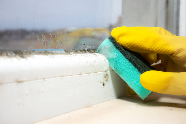 Best Crawl Space Mold Removal  in Waverly, VA