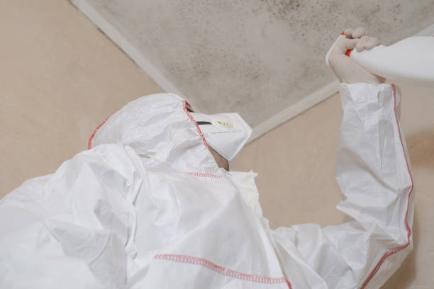 Best Local Mold Removal Service  in Waverly, VA