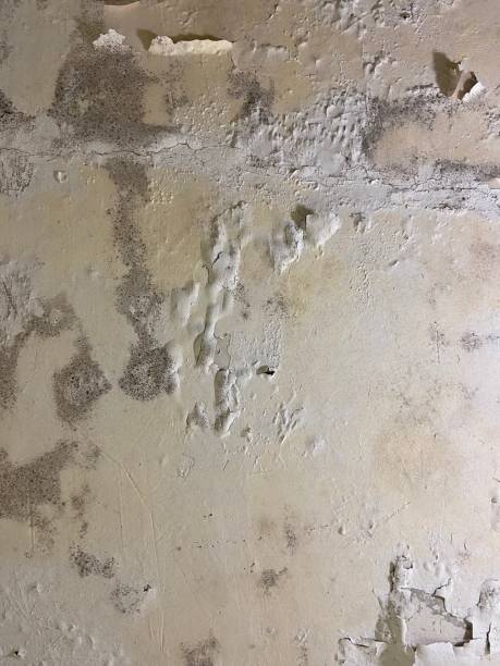 Best Same-Day Mold Removal  in Waverly, VA