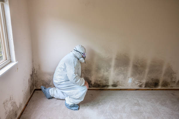 Mold Testing and Removal in Waverly, VA
