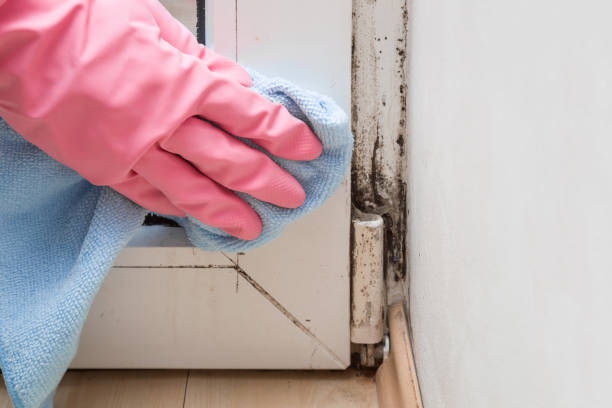 Best Affordable Mold Removal  in Waverly, VA