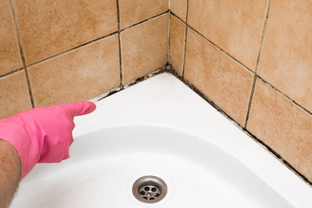 Best Fast Mold Removal  in Waverly, VA