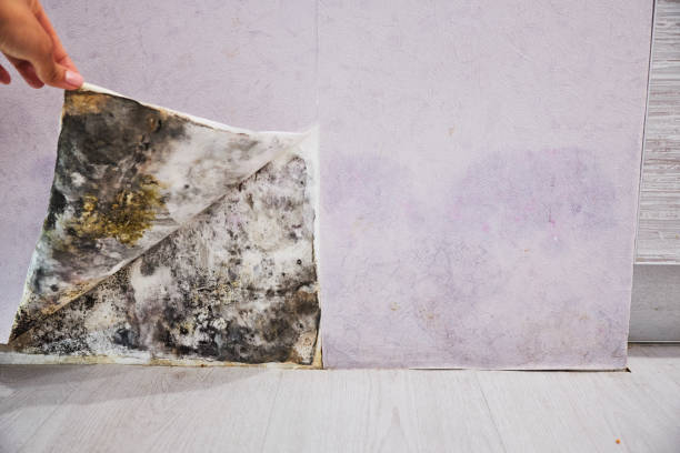 Water Damage Restoration in Waverly, VA